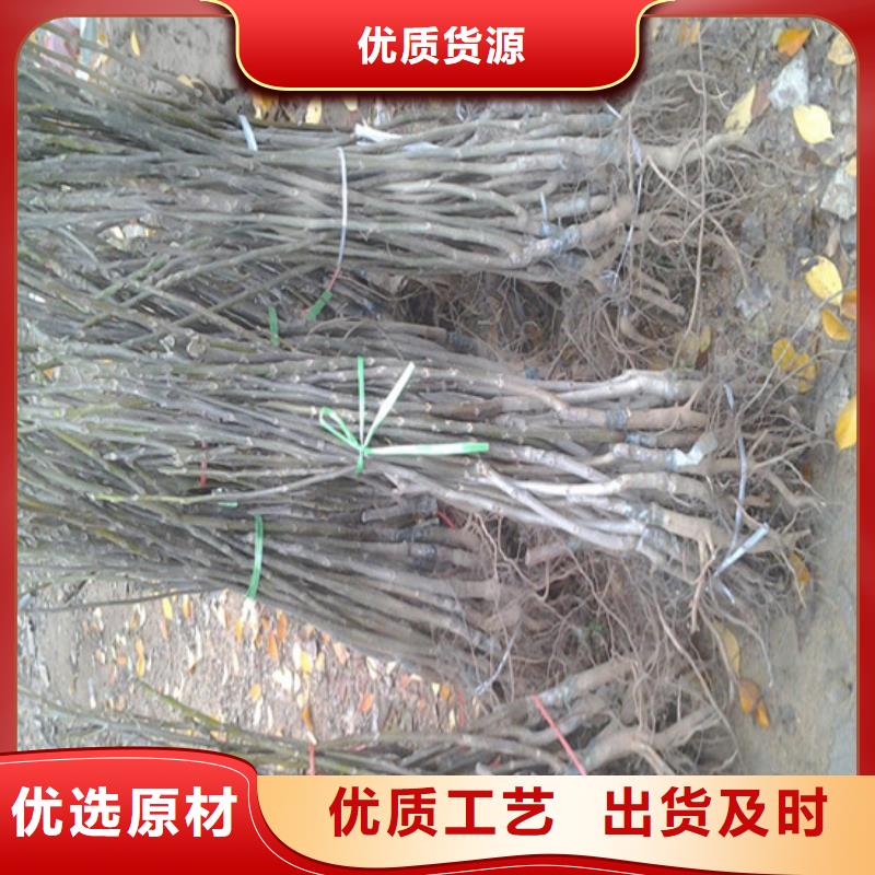 核桃苗草莓苗價格專業(yè)信賴廠家