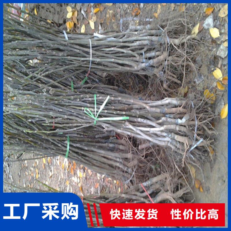 核桃苗草莓苗價(jià)格專業(yè)信賴廠家