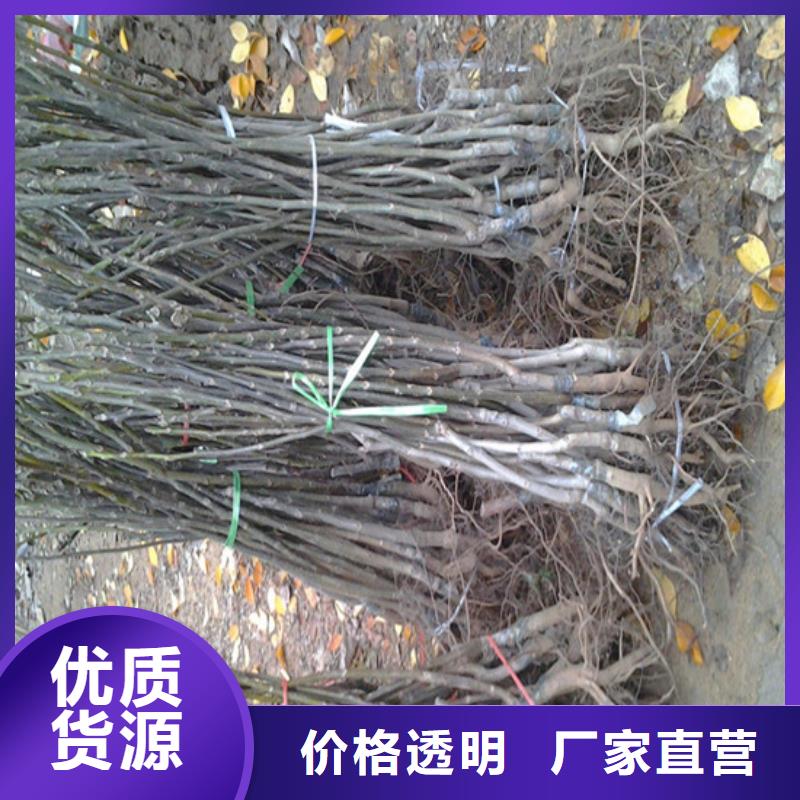 核桃苗蘋果苗產(chǎn)地直供