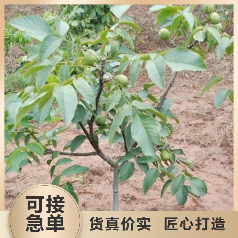 核桃苗櫻桃苗售后無憂