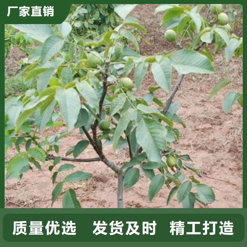 核桃苗蘋果苗產(chǎn)地直供