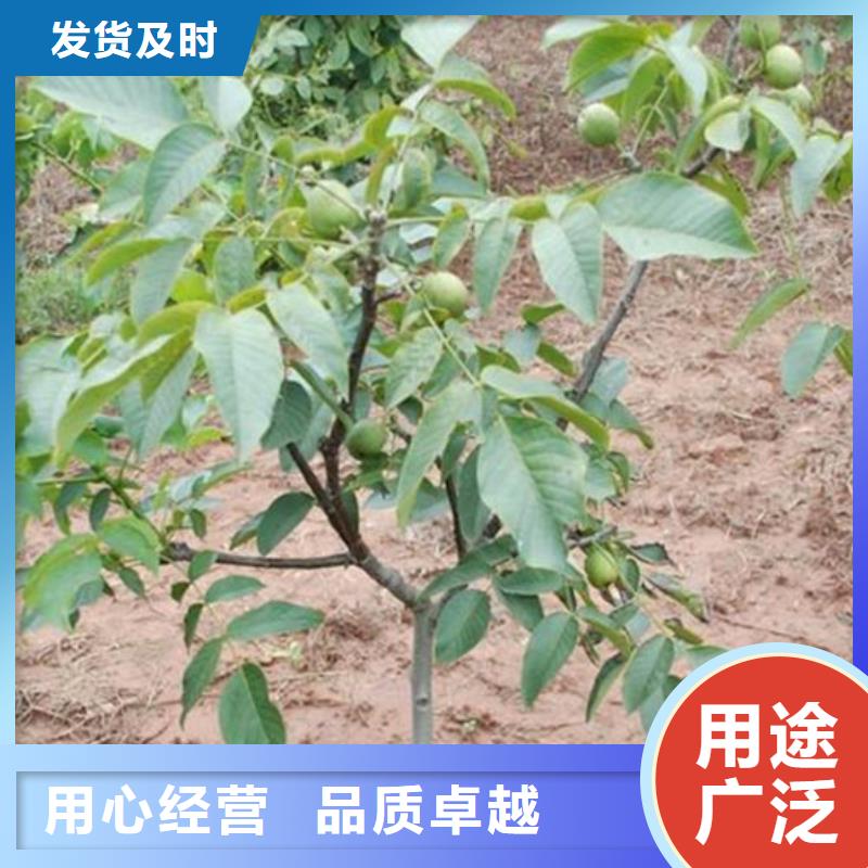 核桃苗草莓苗價(jià)格專業(yè)信賴廠家
