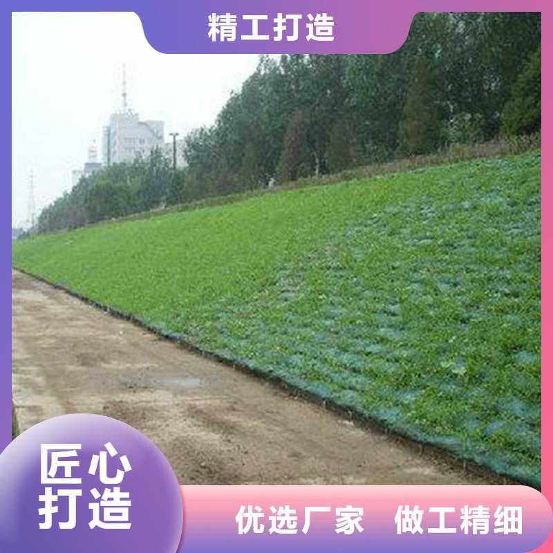 三维植被网【防渗膜】支持货到付清