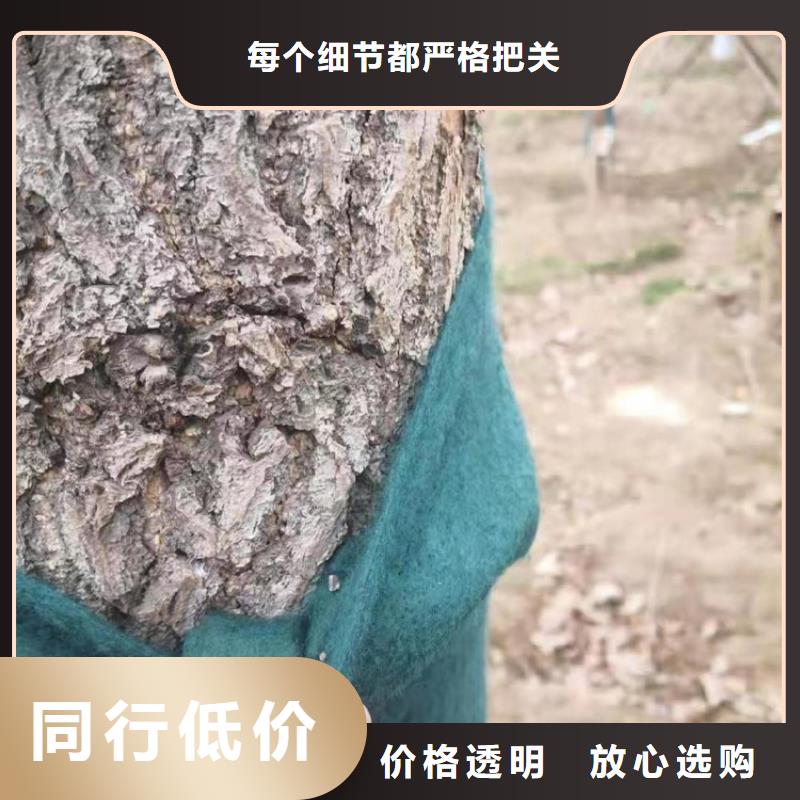 裹樹布,生態(tài)袋放心購
