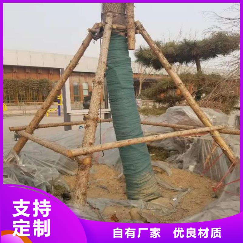 包樹布