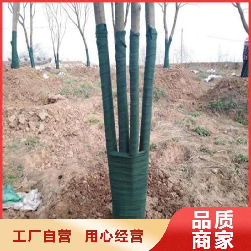 裹樹布,生態(tài)袋放心購