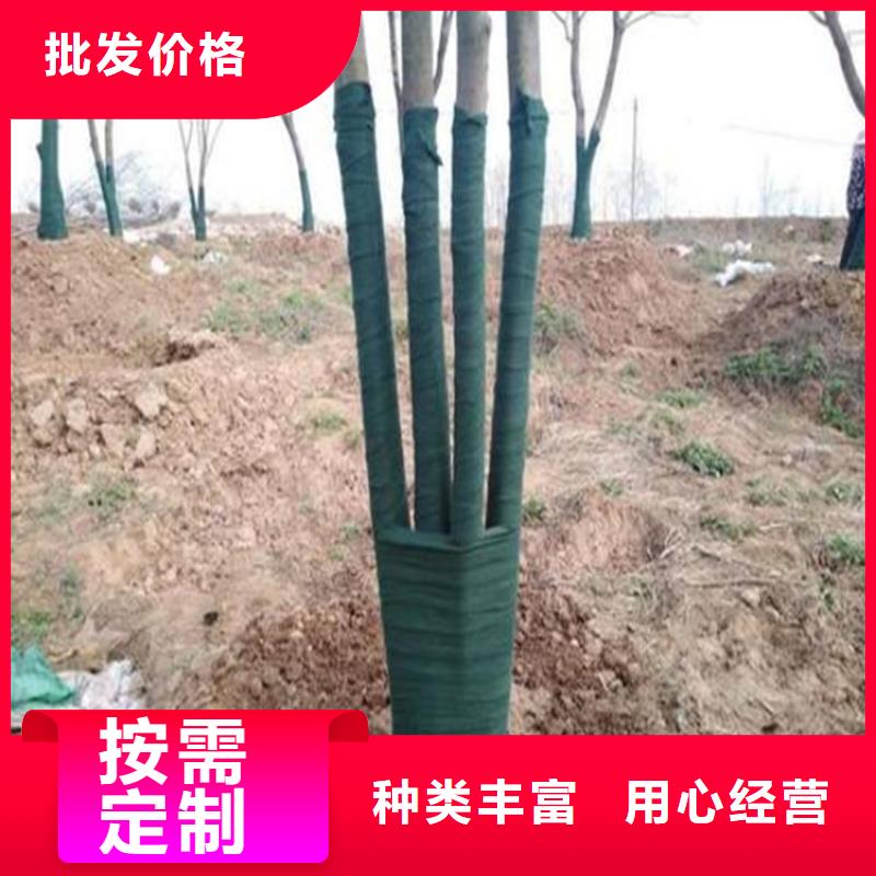 裹樹布_土工格室實力雄厚品質(zhì)保障
