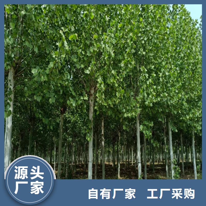 法桐金葉復(fù)葉槭源頭直供