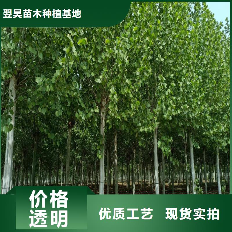 法桐造型法桐速生法桐法桐小苗質(zhì)量保證