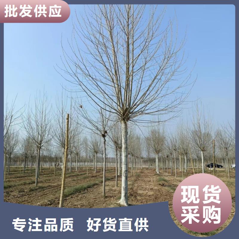法桐金葉白蠟設(shè)計(jì)合理