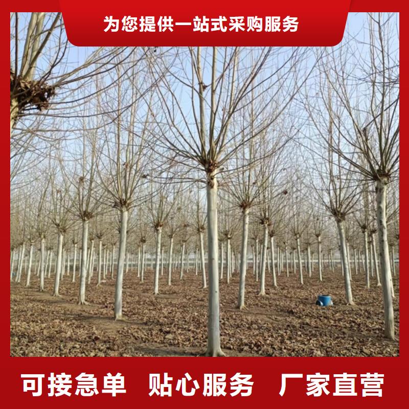 法桐炫麗海棠源頭廠家