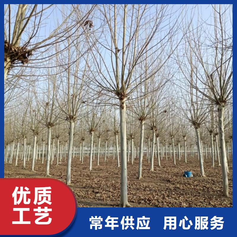 法桐櫻花廠家工藝先進(jìn)