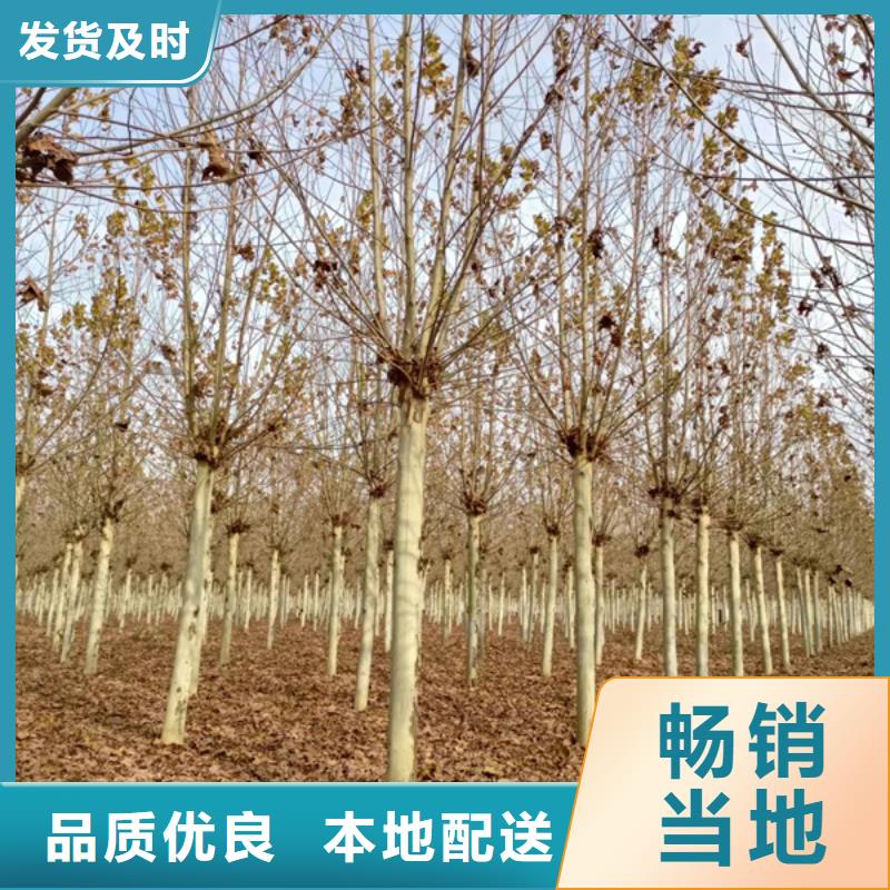 法桐國槐檢驗(yàn)發(fā)貨