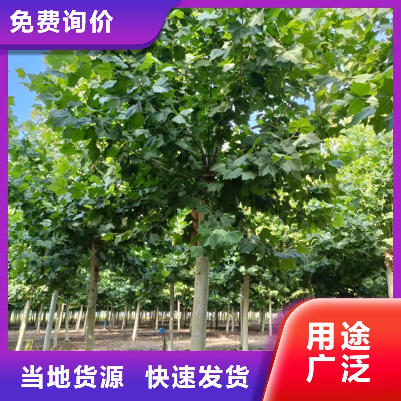 【法桐】北京欒品質(zhì)可靠