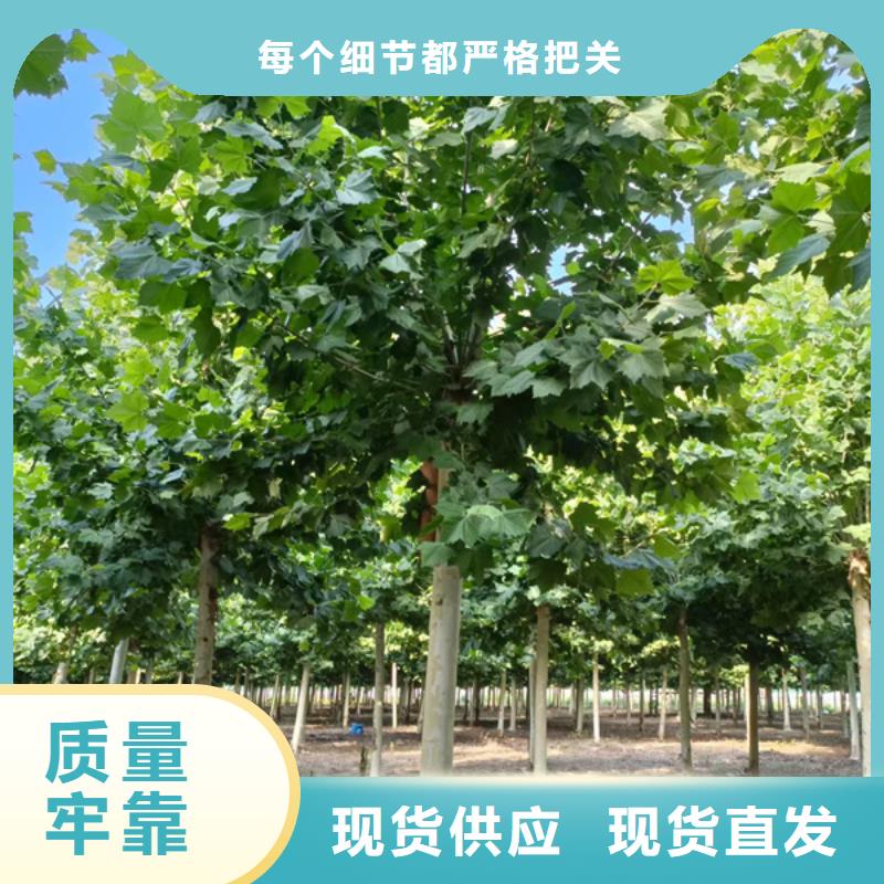 法桐,炫丽海棠质量为本