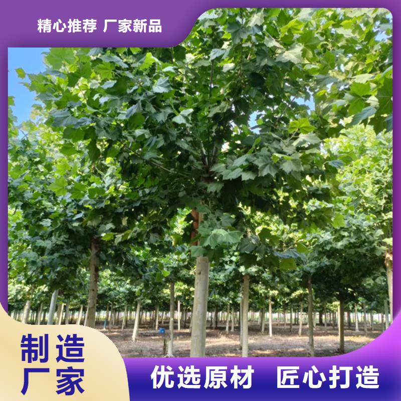 法桐美國紅楓優(yōu)選貨源