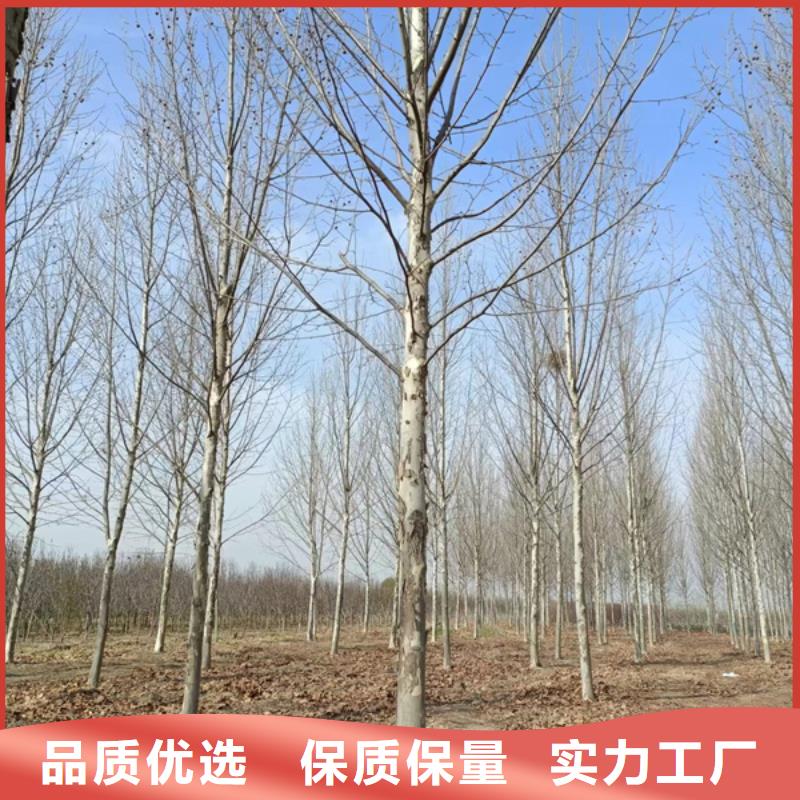 法桐原生冠法桐歡迎新老客戶(hù)垂詢(xún)