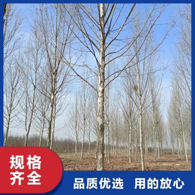 【法桐】 金葉白蠟一站式采購方便省心