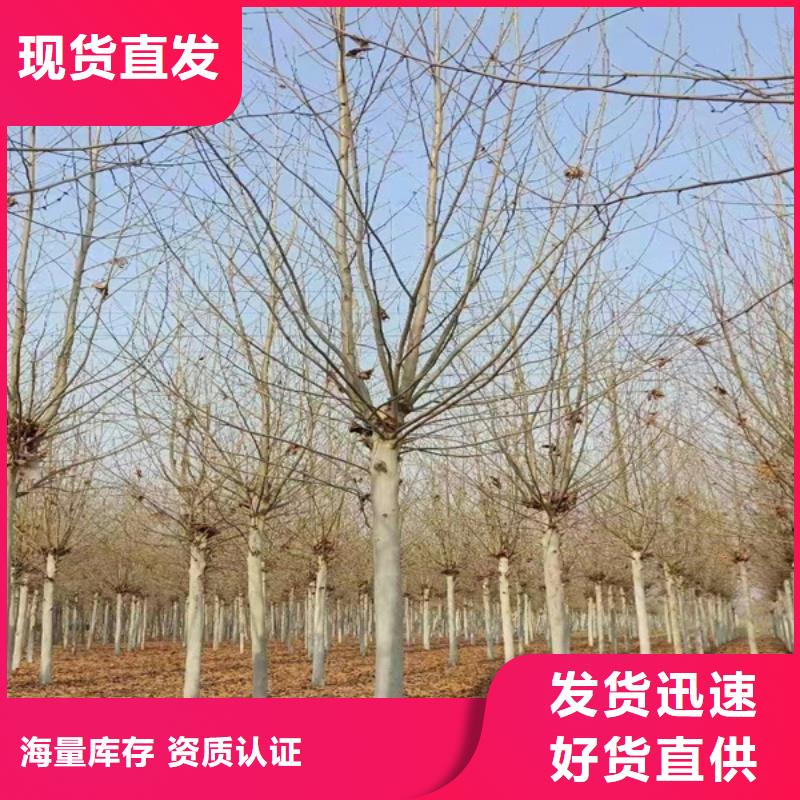 法桐造型法桐速生法桐法桐小苗質(zhì)量保證