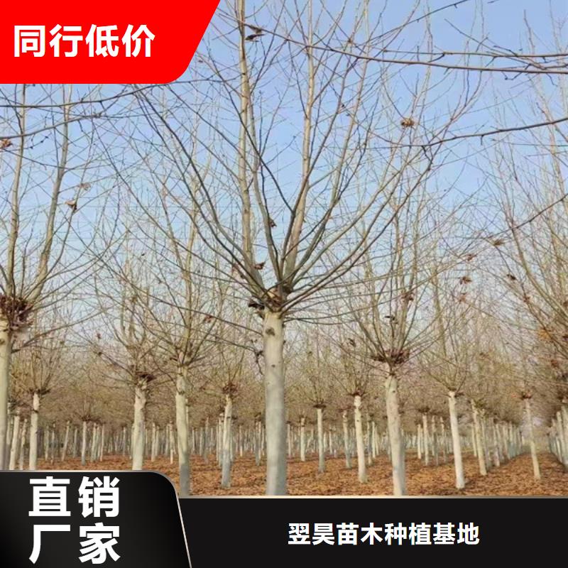 法桐【國(guó)槐】工廠(chǎng)直營(yíng)