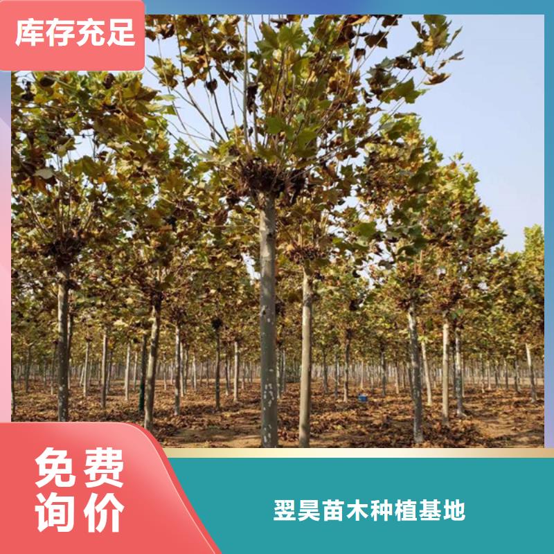 法桐金葉槐優(yōu)質(zhì)工藝