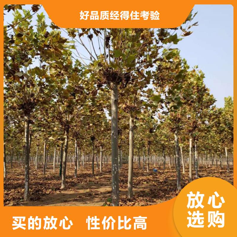 法桐,樱花实力公司