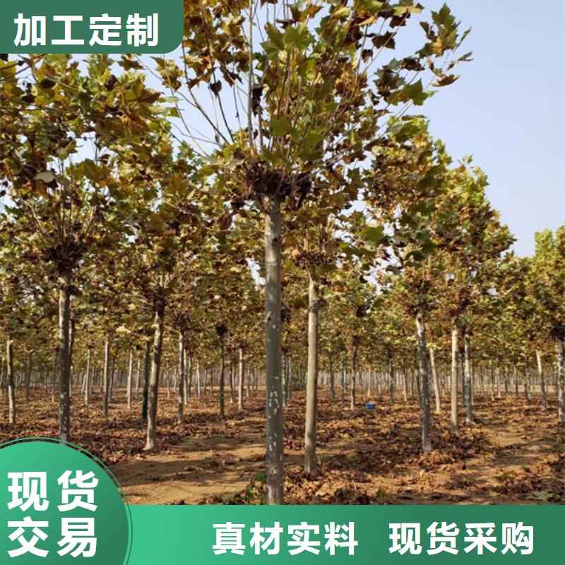 法桐【金葉槐】從源頭保證品質(zhì)