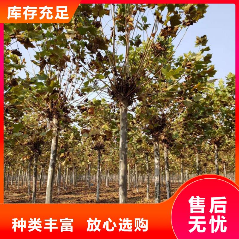 法桐截桿發(fā)帽好貨采購(gòu)