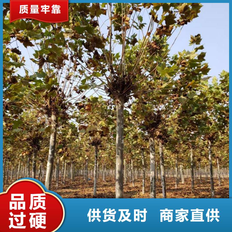 法桐五角楓批發(fā)貨源