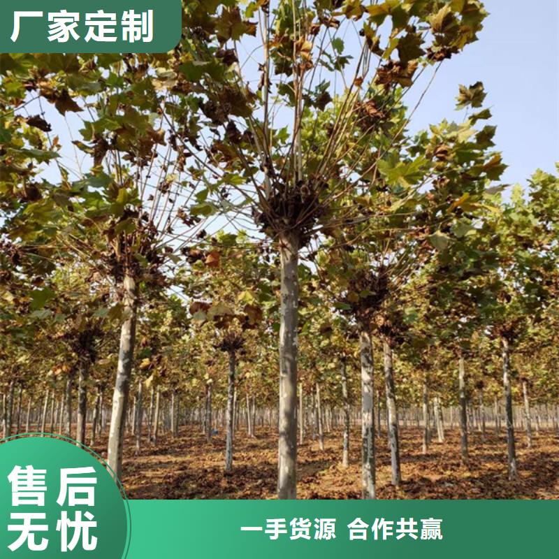 法桐_秋紫白蜡买的放心安兴用的舒心