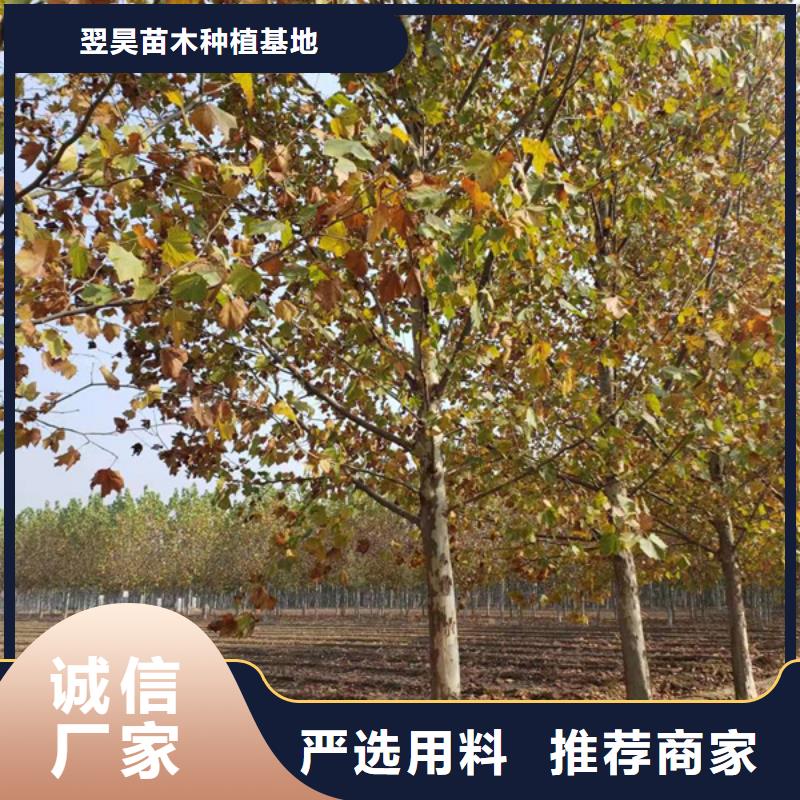 法桐,截桿發(fā)帽質(zhì)量可靠