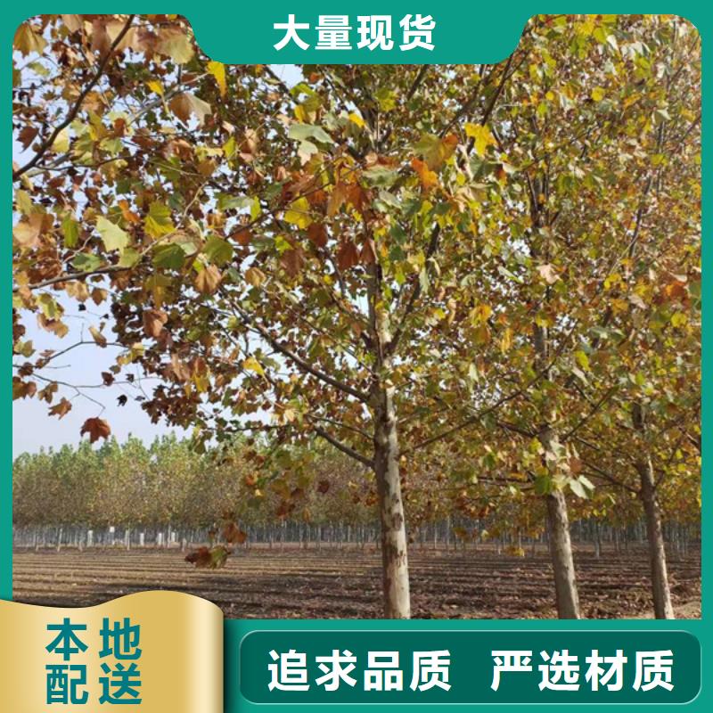 法桐,秋紫白蜡为您提供一站式采购服务