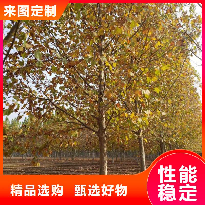 法桐原生冠法桐多家仓库发货