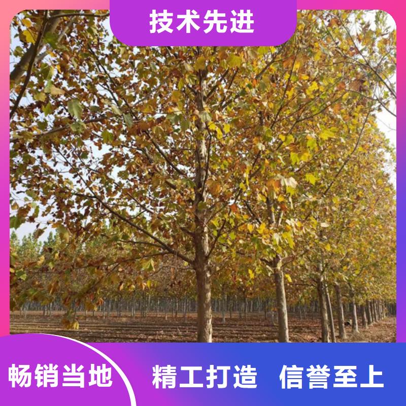 法桐 原生冠法桐可零售可批發(fā)