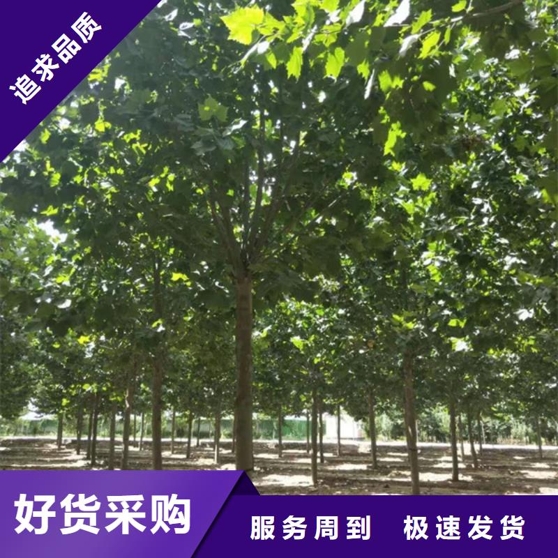 法桐黃金槐廠家直營(yíng)