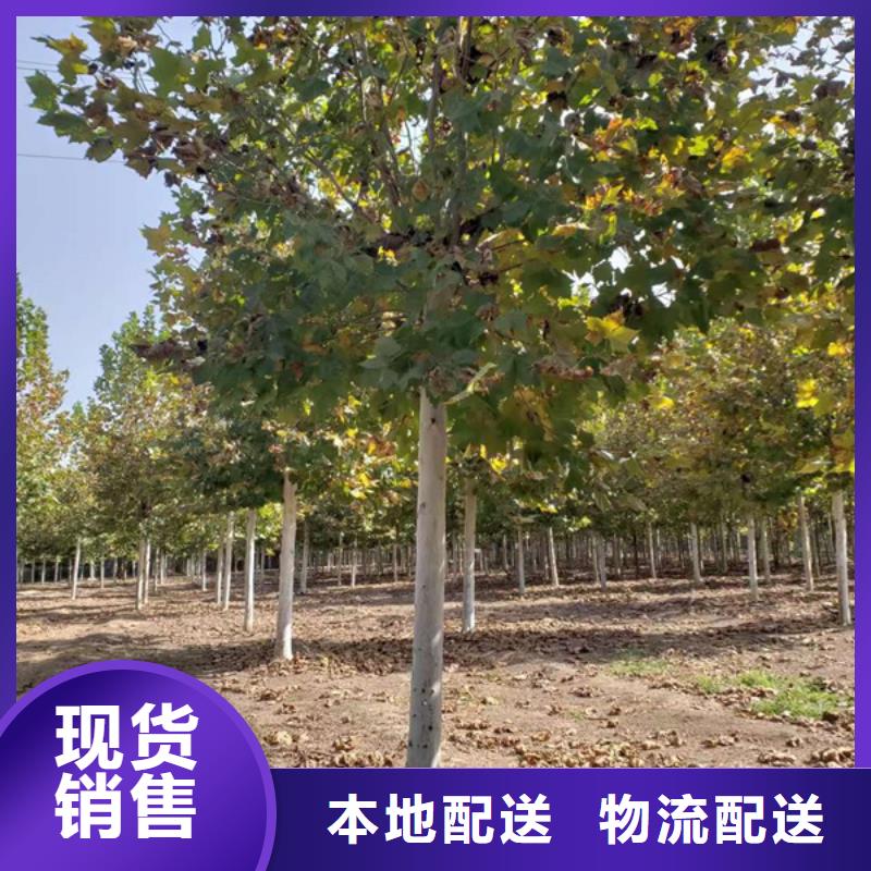 法桐金叶白蜡细节之处更加用心