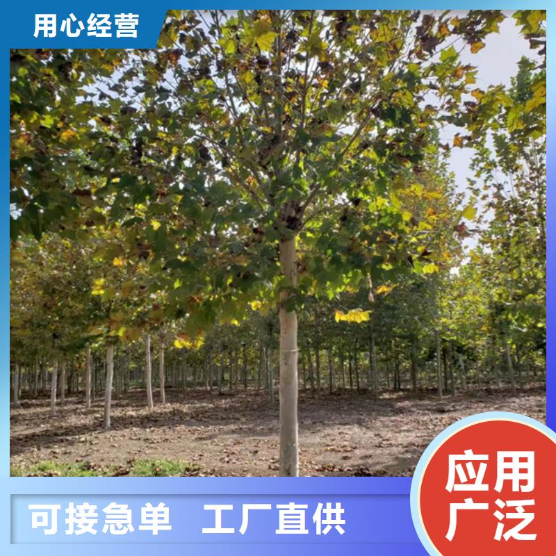 法桐金叶复叶槭N年生产经验