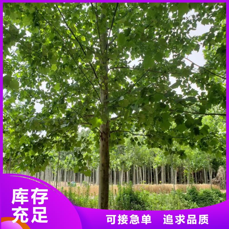 法桐五角楓批發(fā)貨源