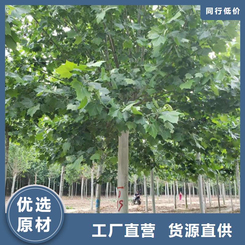 法桐五角枫甄选好物