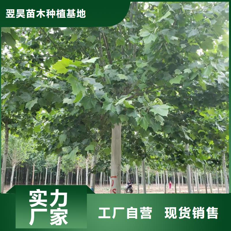  法桐批發(fā)貨源