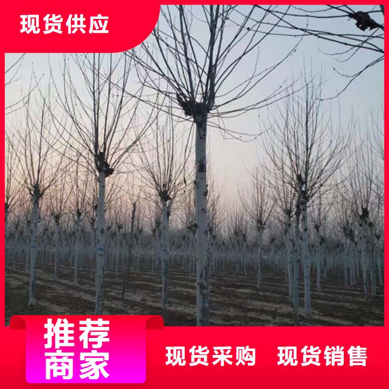 法桐黄金槐厂家直营