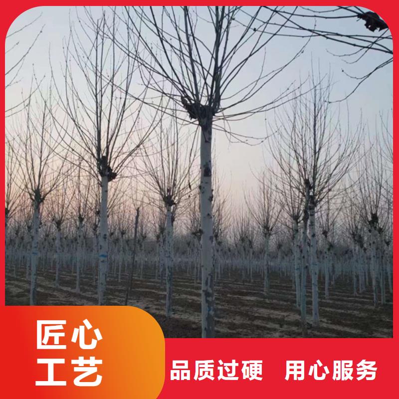 法桐品質(zhì)無所畏懼