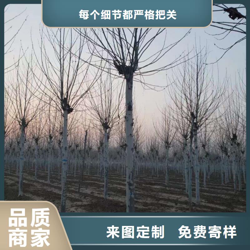 法桐国槐商家直供