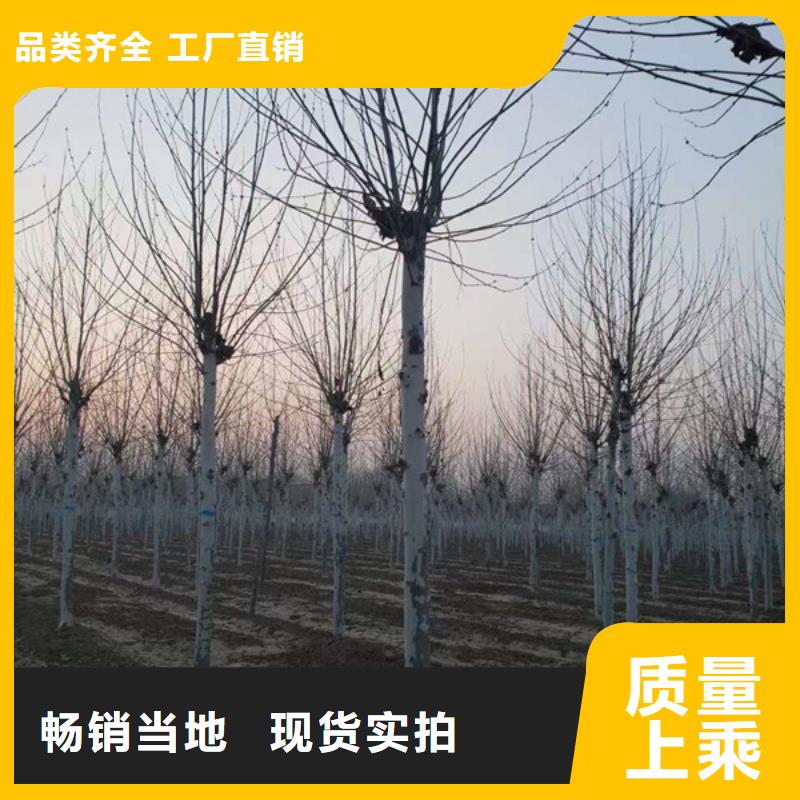 法桐_截杆发帽自有厂家