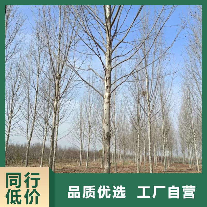 法桐金葉復葉槭質(zhì)量優(yōu)價格低