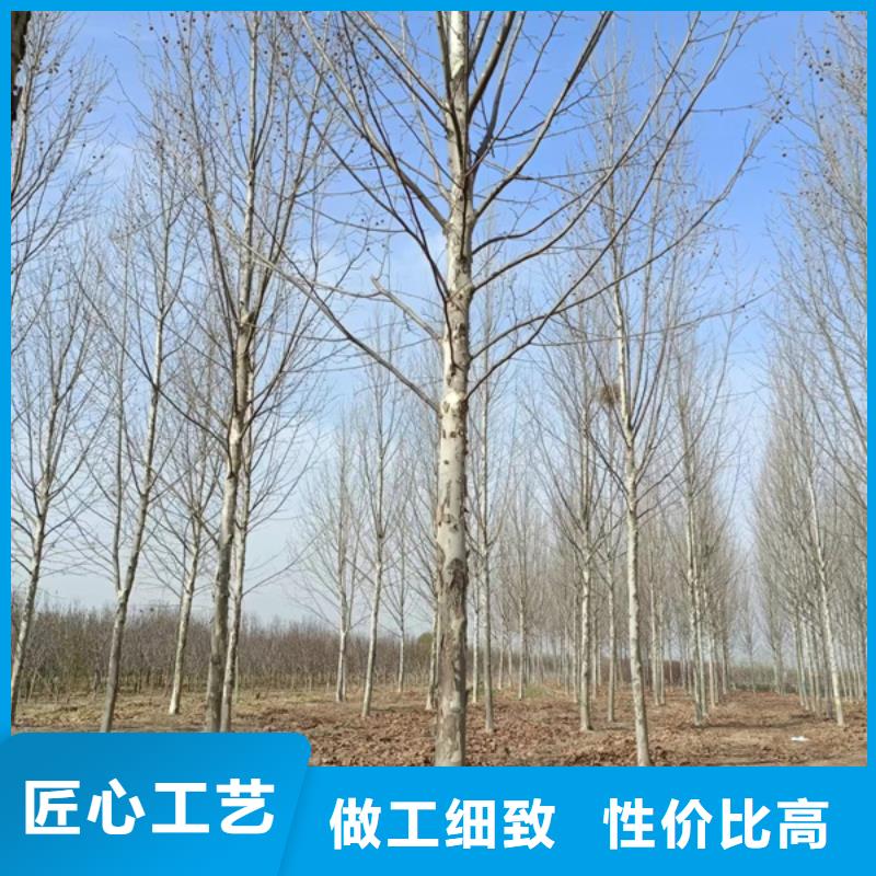 法桐-北京欒質量安心