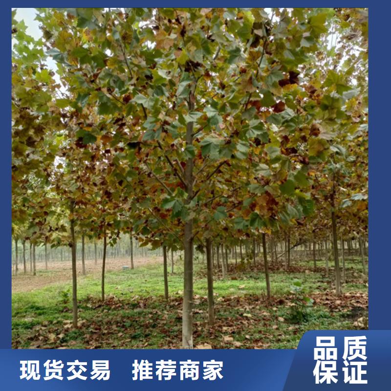 法桐_秋紫白蜡买的放心安兴用的舒心