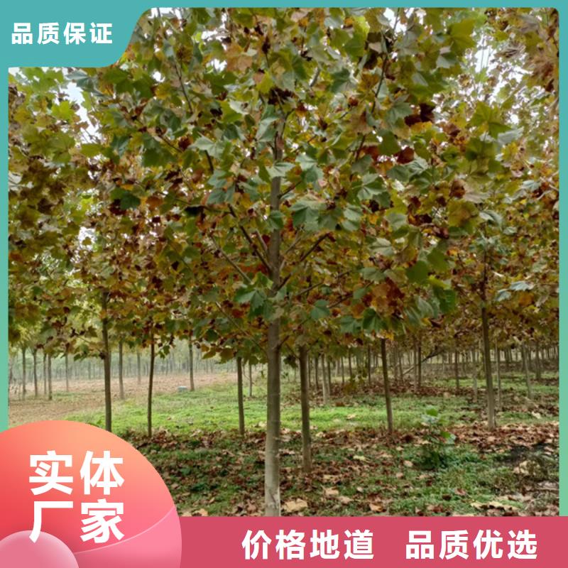  法桐多年行業(yè)經驗
