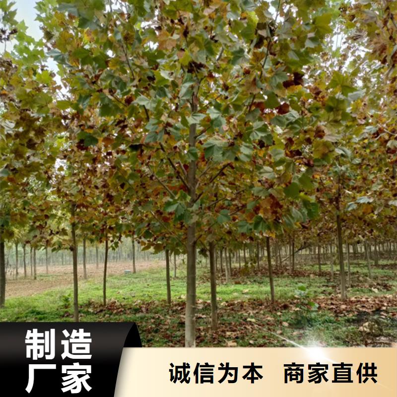 法桐五角枫甄选好物