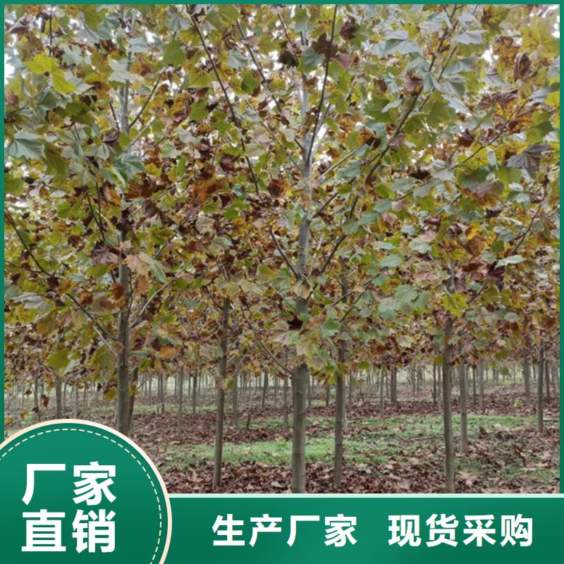 法桐五角楓從廠家買售后有保障